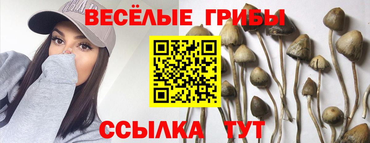 Галлюциногенные грибы Psilocybine cubensis Благодарный